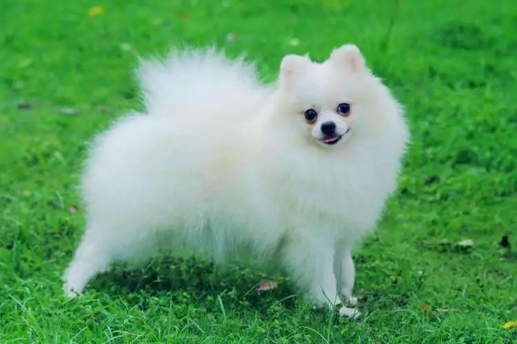 沙皮幼犬出售 纯种健康有保证